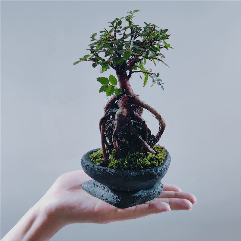 提根造型小盆栽禅意榆树盆景室内桌面微型小叶榔榆茶台摆件绿植