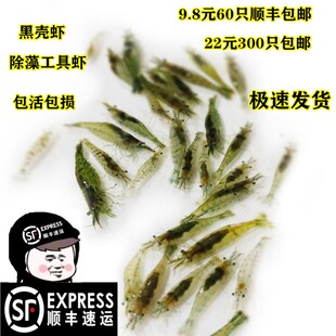 繁殖最快的活虾小观赏淡水虾苗除藻清洁虾冷水鱼缸里养的小虾喂龟