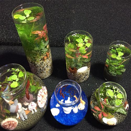 生态瓶鱼免换水微景观免打理diy水族小鱼缸办公桌面创意造景鱼缸