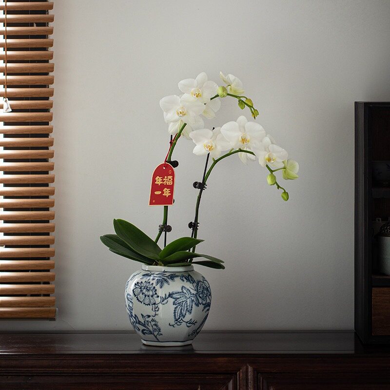 白色蝴蝶兰盆栽办公室内桌面花卉植物耐寒带花苞年宵花