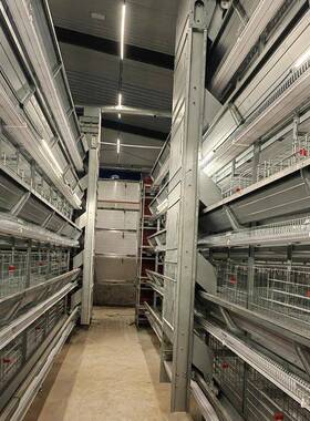 叠大层蛋鸡设备加密加粗动化养殖笼具新型RWQ热镀蛋锌鸡自笼