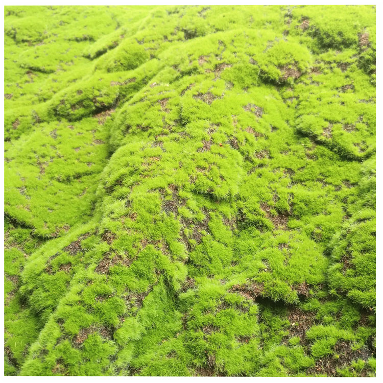 仿真假苔藓草皮多肉组合盆栽打底草皮微景观玻璃橱窗装饰青苔草皮