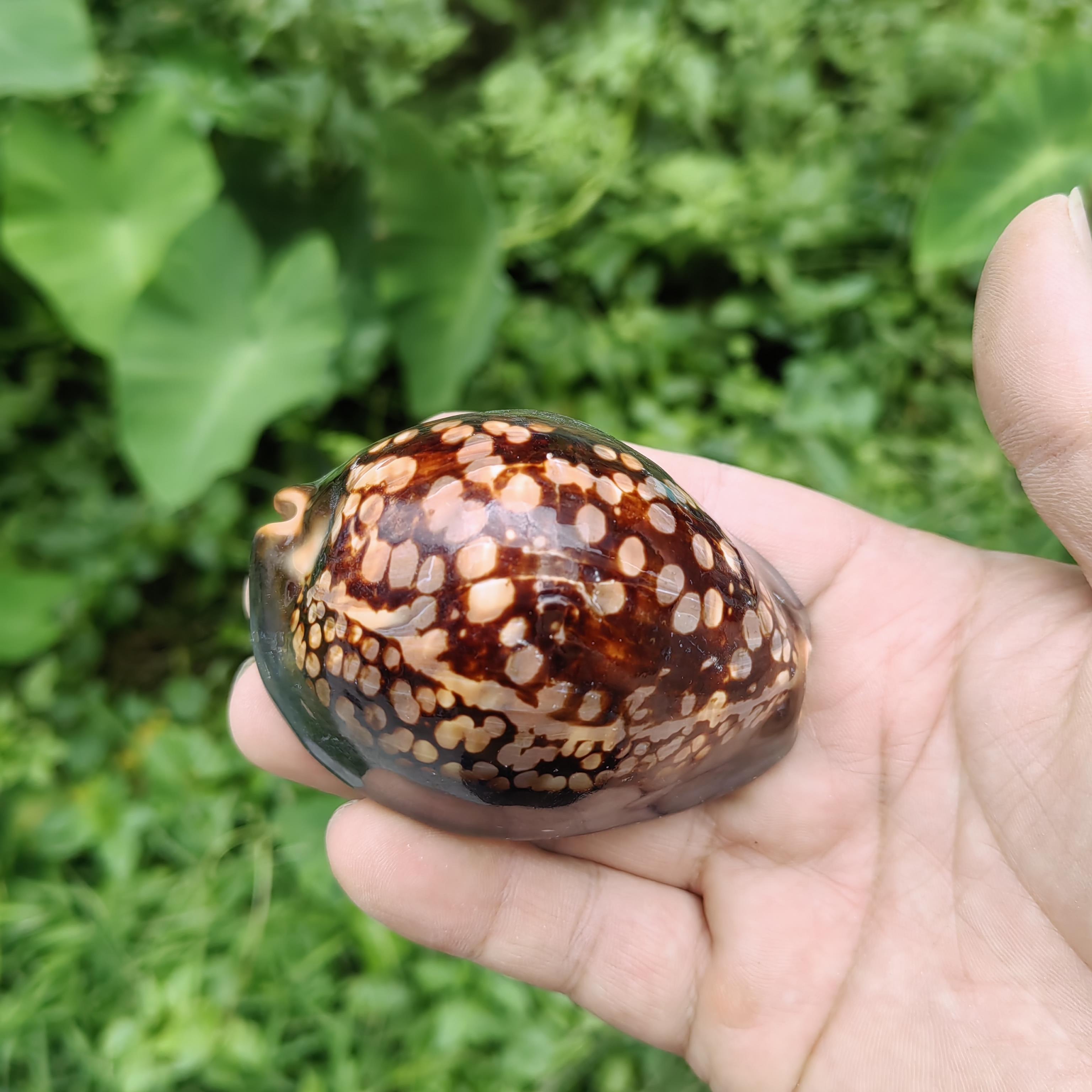 天然海螺贝壳 龟甲宝螺 鱼缸造景装饰摆件收藏标本