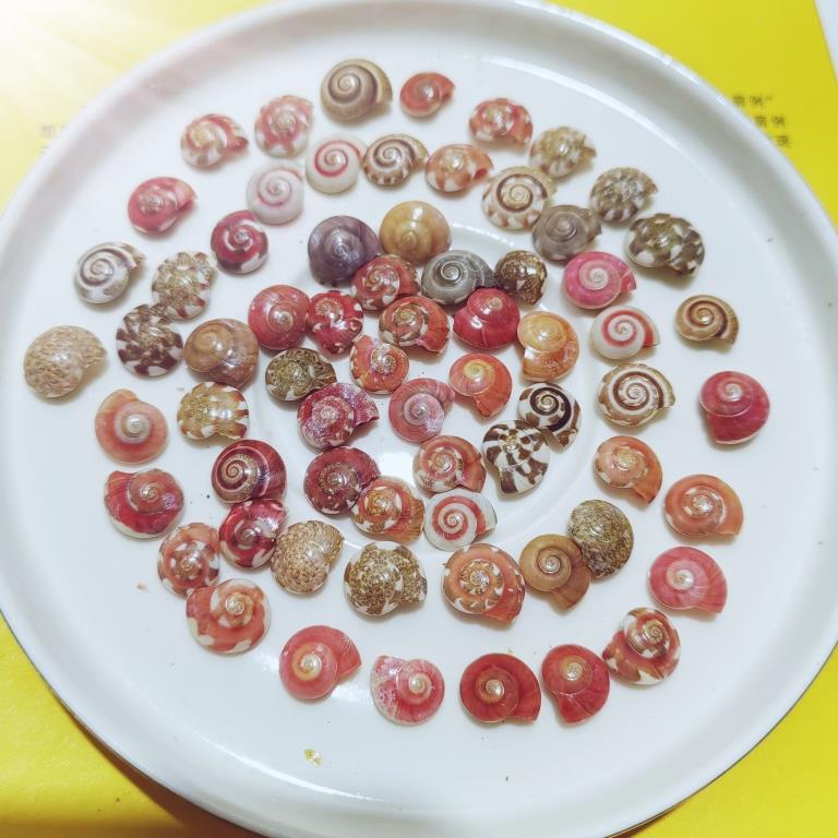 1500祇天然小海螺 蜗牛贝壳彩虹螺手工diy材料海洋漂流瓶滴胶鱼缸