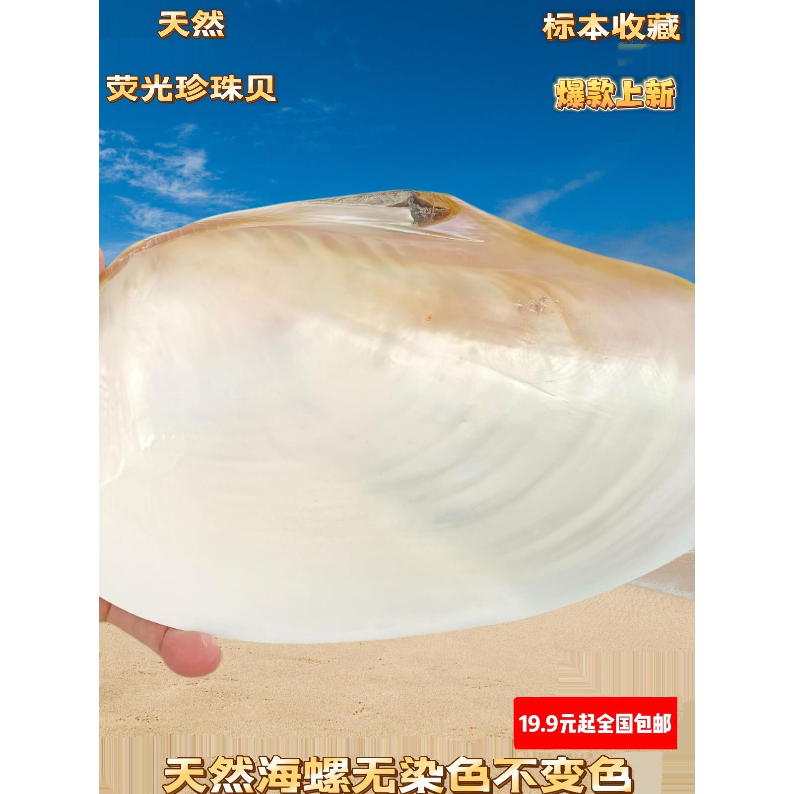 天然超大珍珠蚌壳超大贝壳拍摄道具海螺鱼缸造景装饰摆件果盘餐盘
