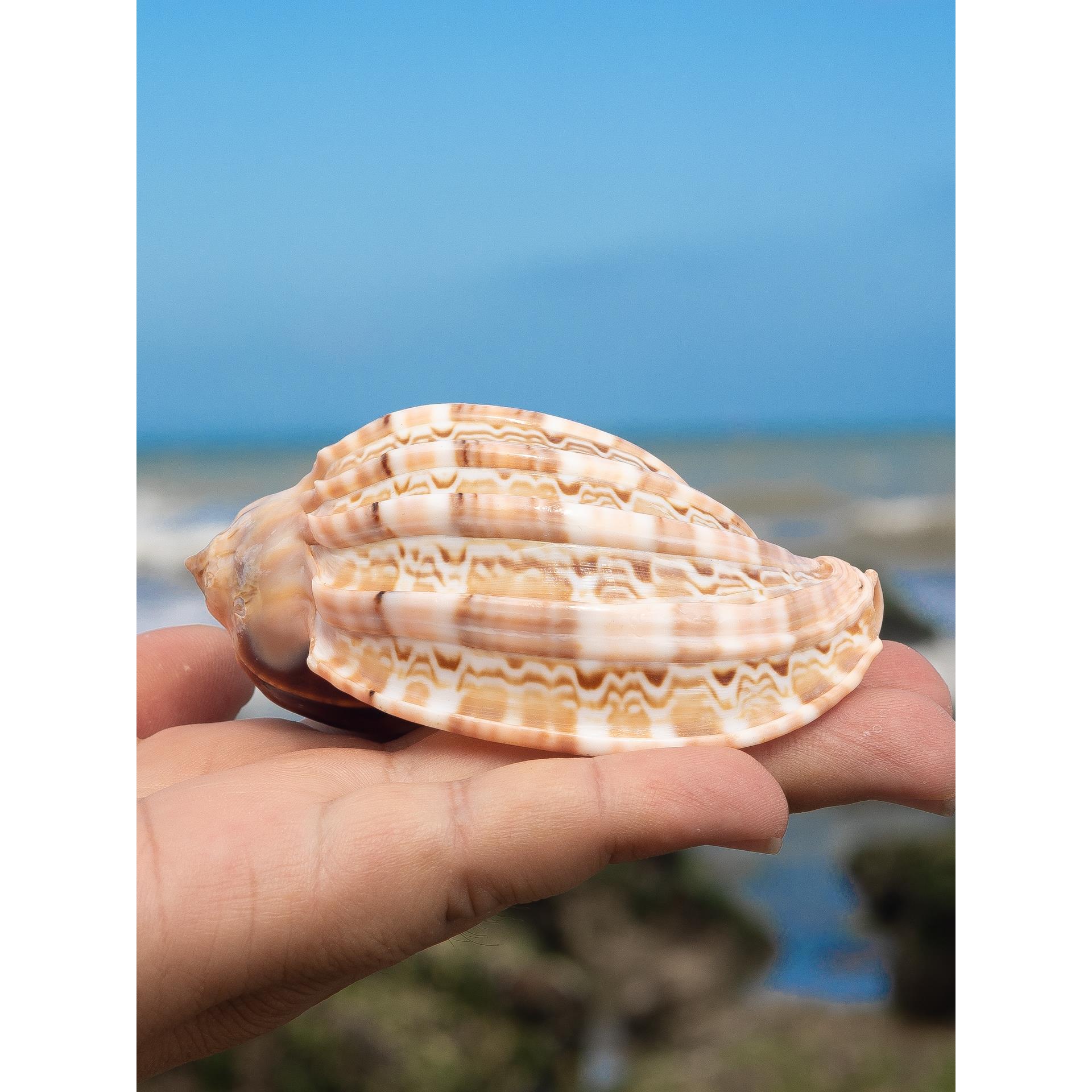 天然海螺贝壳杨桃螺鱼缸造景装饰家居收藏摆件寄居蟹替换壳