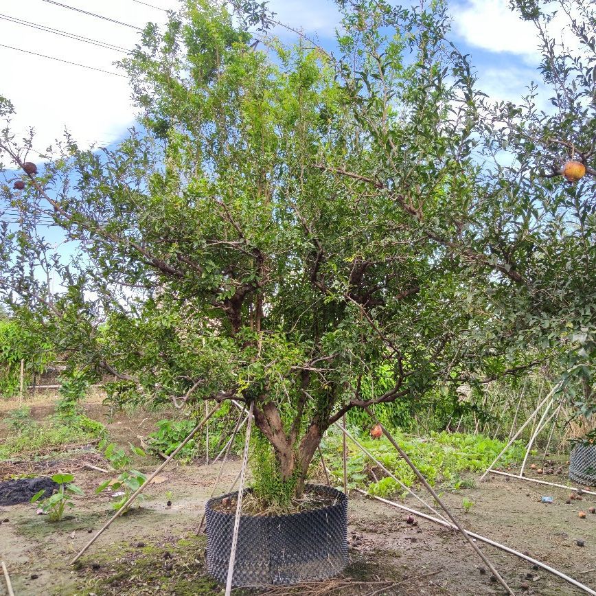 209供应 水果石榴树 结果石榴老树 树桩 假植苗 公园 庭院绿化