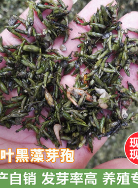 水草成草 轮叶黑藻芽孢伊乐藻四季矮生苦草养殖S草鱼虾蟹净化水质
