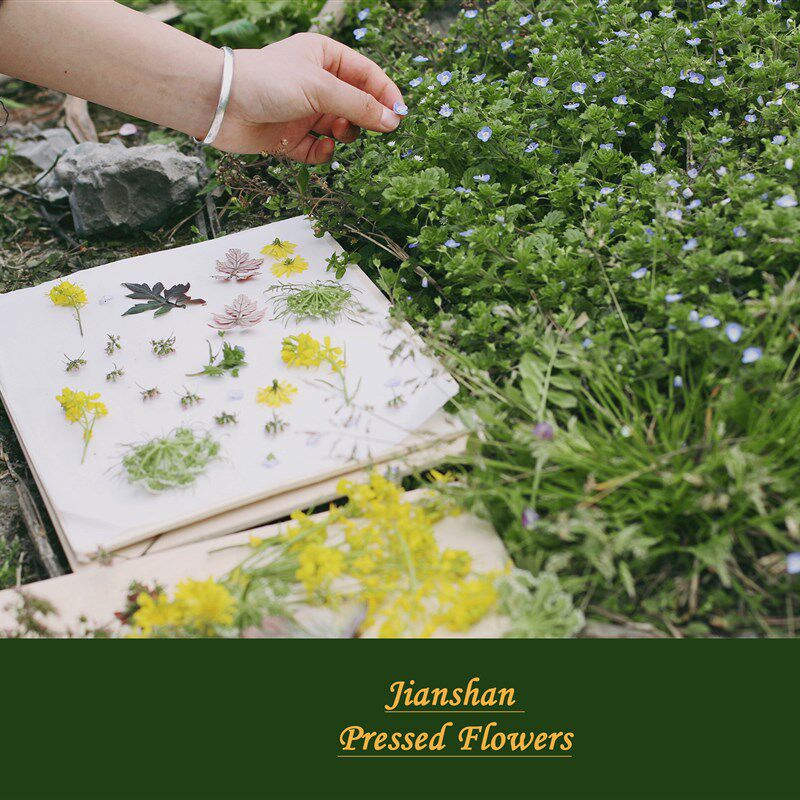 【见山】干花标本DIY工具专业押花器押花板压花板压花器创意礼物