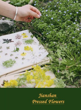 【见山】干花标本DIY工具专业押花器押花板压花板压花器创意礼物