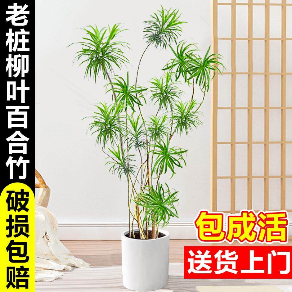细叶百合竹客厅绿植室内大型盆栽真花植物柳叶龙血树老桩造型盆景