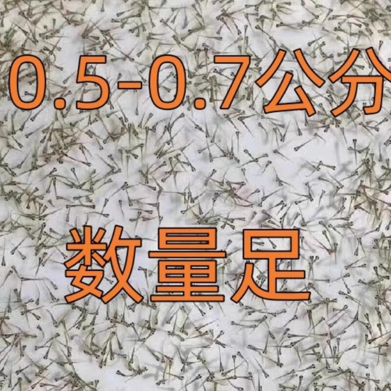 本地泥鳅水花苗 土泥鳅 稻田养殖 钻泥W 好养 野外