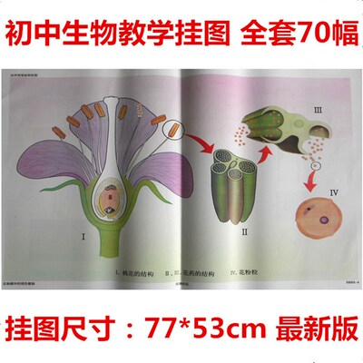 53001-9 初中生物教学挂图 全套70幅 对开 教学仪器 初中生物挂图