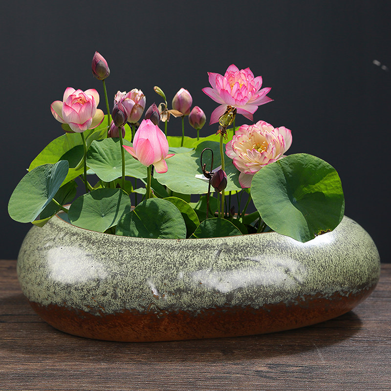 荷花花盆陶瓷大号古典无孔水培铜钱草专用仿石头碗莲盆多肉大口径