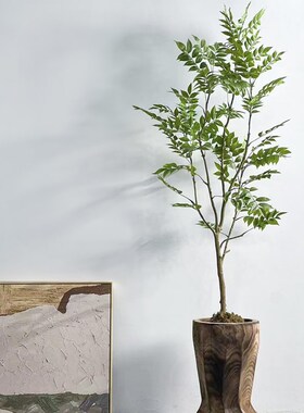 侘寂风绿植落地花器整挖实木桶民宿茶室造景植物装饰X品摆件大花
