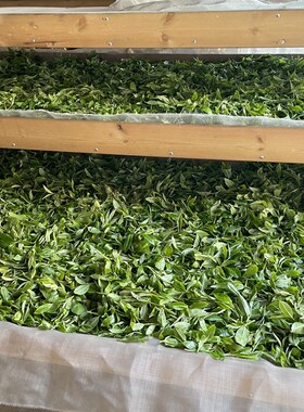 100克价格 2k023年 班盆大树 真货  挨着老班章的好茶生茶散茶