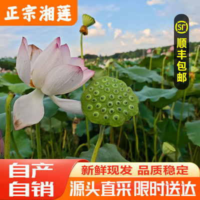 湖南湘莲新鲜现摘生鲜发货