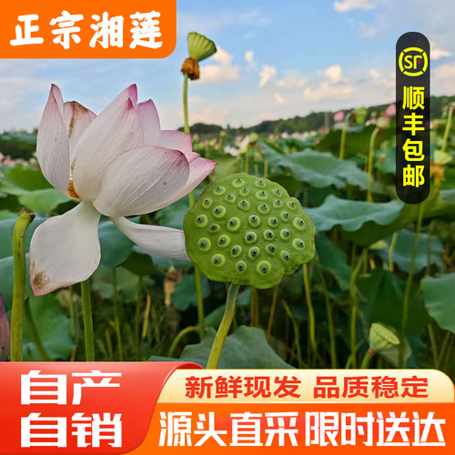 湖南湘莲新鲜现摘生鲜发货