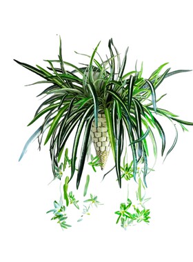 室内墙上壁挂绿植垂吊花艺阳台墙面装饰遮丑高品质仿真白边吊兰花
