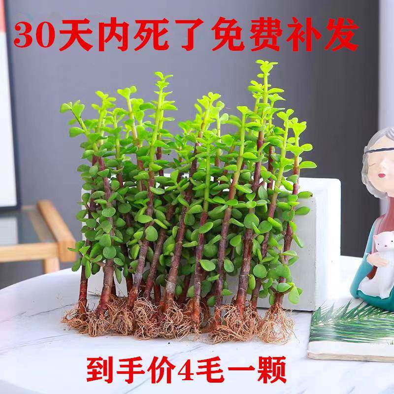 金枝玉叶小苗盆栽 大象鼻子型独颗 多肉盆景小叶玉树老桩绿植花卉图片