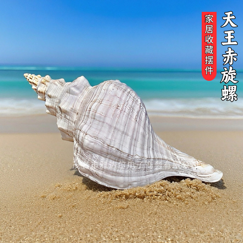 天然赤旋螺鱼缸造景寄居蟹发声