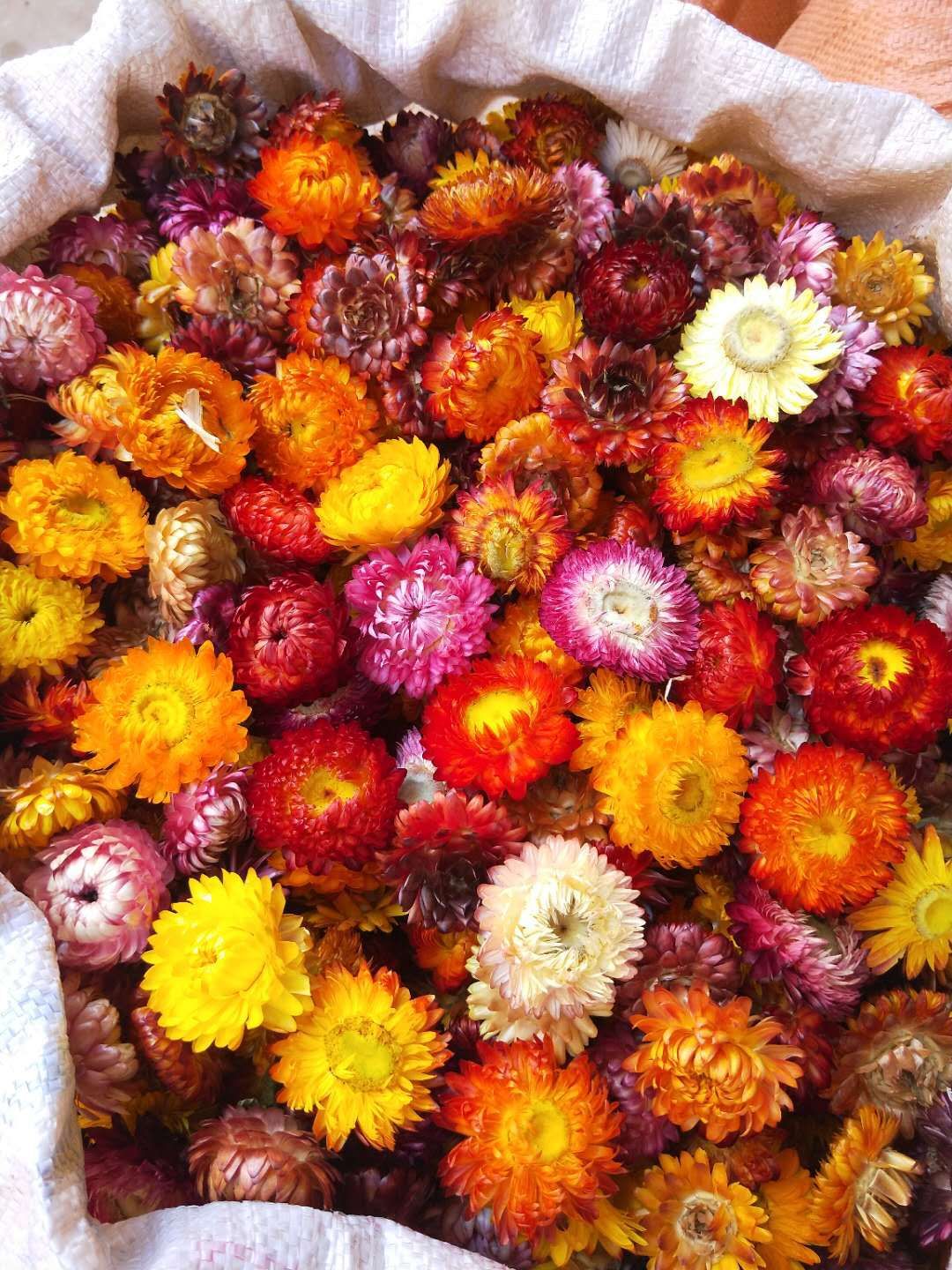 七彩小雏菊干花头手工花材料