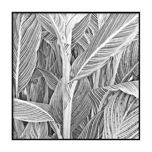 现代简约玄关装饰画黑白抽象线z条植物客餐厅挂画欧式书房文艺壁