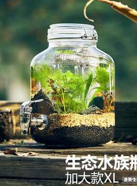 生态鱼瓶玻璃鱼缸微景观鱼虾水草自循环办公室Q迷你植物免换水打