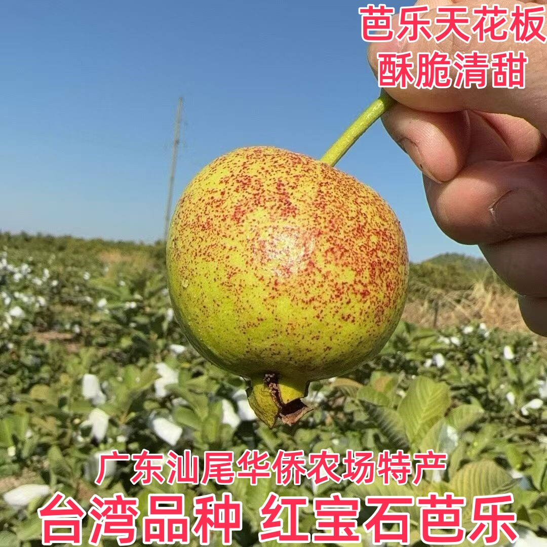 【正宗台湾红宝石芭乐】广东汕尾华侨无籽红心芭乐番石榴精品水果