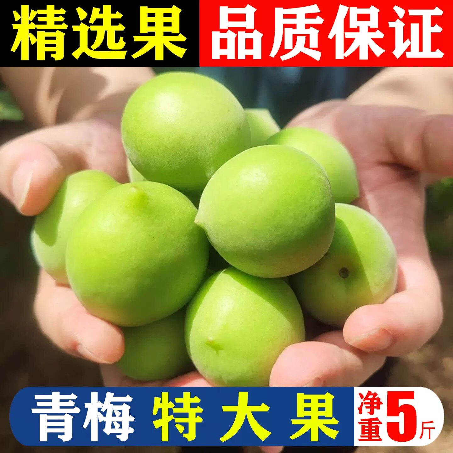 2026新鲜青梅果现摘 泡酒酵素腌制 当季水果孕妇酸甜脆青梅鲜果