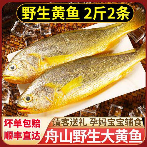 舟山野生大黄鱼2斤海捕小黄鱼新鲜冷冻野生黄花鱼鲜活海鲜水产