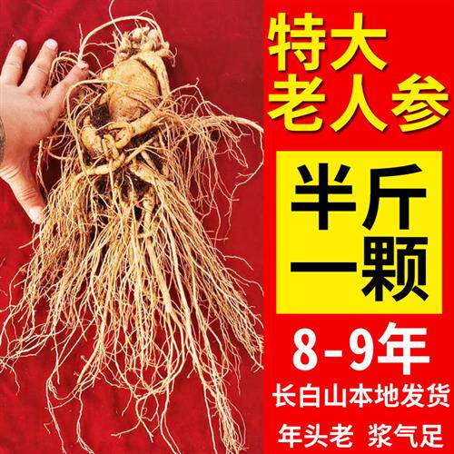 特大鲜人参一只半斤一斤泡酒大人参现挖东北长白山新鲜老野生山参