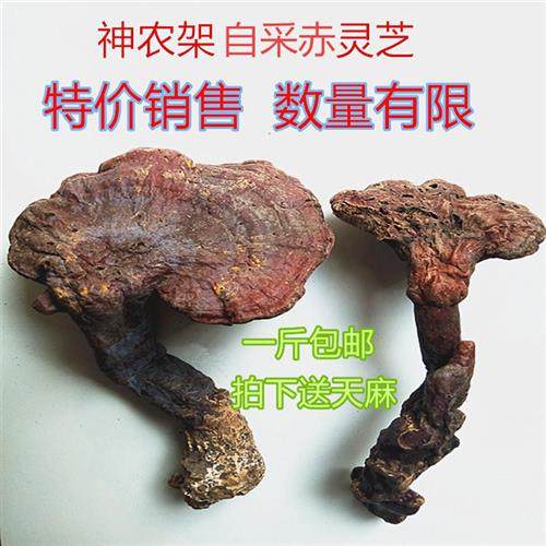 500克包邮正品赤灵芝泡酒神农架野生小茶紫特级赤中药材切片磨粉