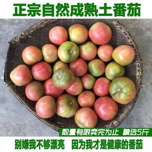 顺丰自然熟土番茄农家不喷药番茄鲜食原汁原味小时候草莓番茄