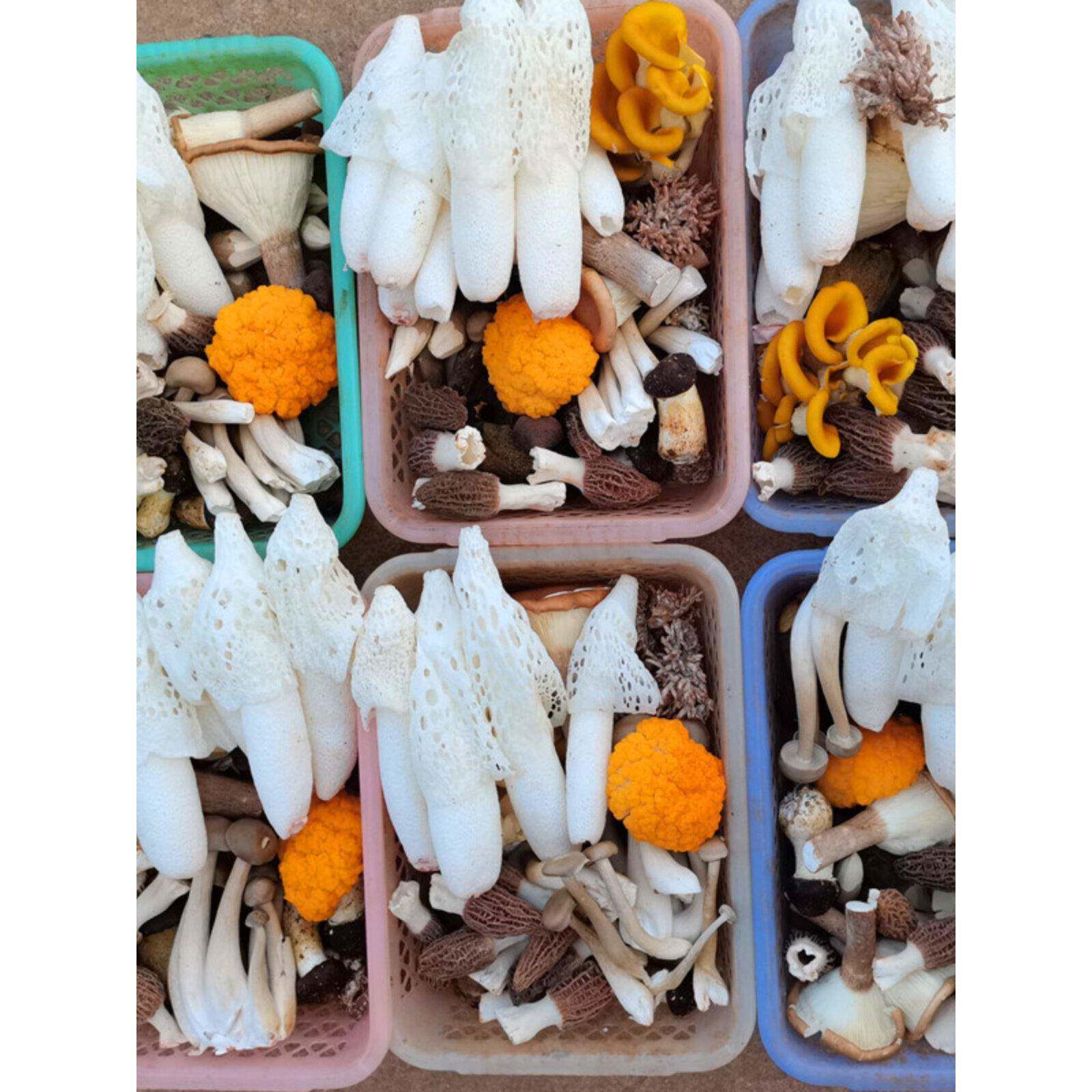 十种新鲜菌汤包云南蘑菇特产组合羊肚菌牛肝菌鸡油菌鸡枞竹荪松茸