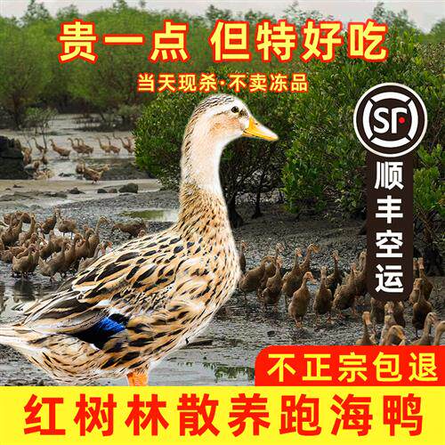 老鸭子整只新鲜现杀冷冻净重4斤正宗海南咸水鸭农家散养海鸭顺丰