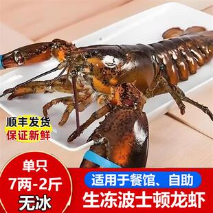 生冻波士顿龙虾非鲜活冷冻海鲜水产大波龙澳洲龙虾新鲜波斯顿龙虾