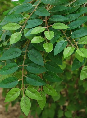 仿真榆树叶手感过胶塑料榆树枝绿色植物叶子假树枝工程装饰造景