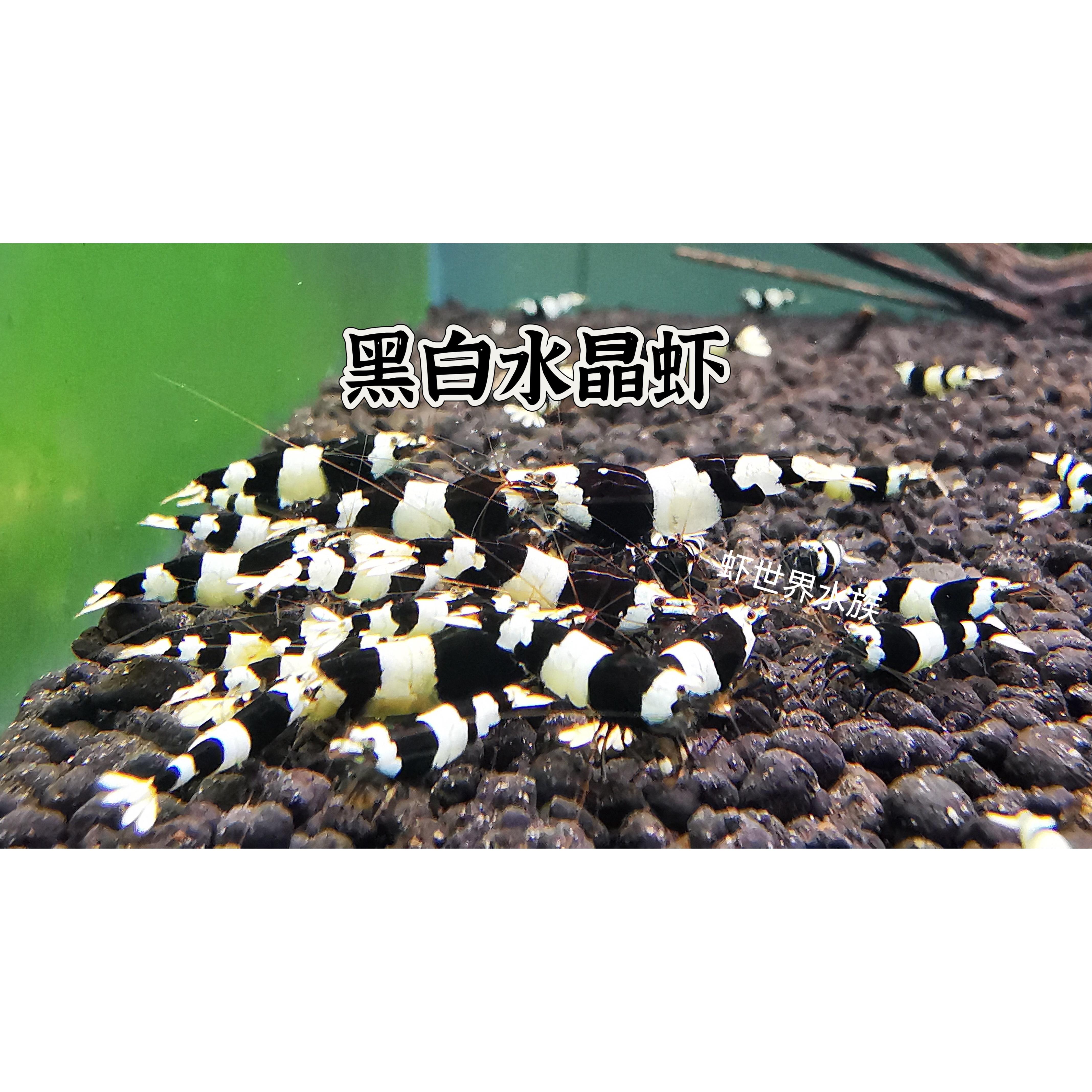 黑白水晶虾草缸鱼缸造景缸除藻工具虾活体淡水观赏虾包邮顺丰