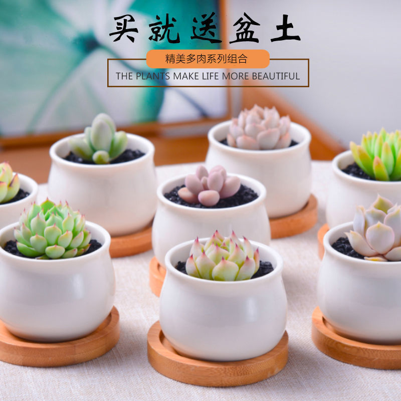 多肉植物小盆栽套装组合好养易活不死可爱室内肉肉植物带盆带土多