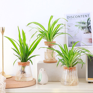 吊兰水培金心吊兰室内阳台好养活观叶绿植青叶吊兰垂吊植物客厅盆