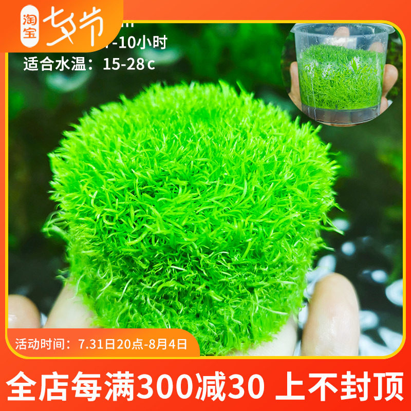 无菌水草杯挖耳草水下叶鱼缸造景水草缸真植物日本珍珠牛毛前景草