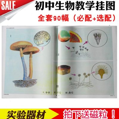 初中生物教学挂图全套90幅含必配选配铜版纸对开动物植物人送磁粒