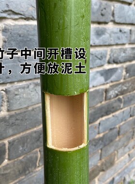 新鲜竹筒花器竹子摆件挂饰天然绿色无漆手工竹制品装饰插花筒花瓶