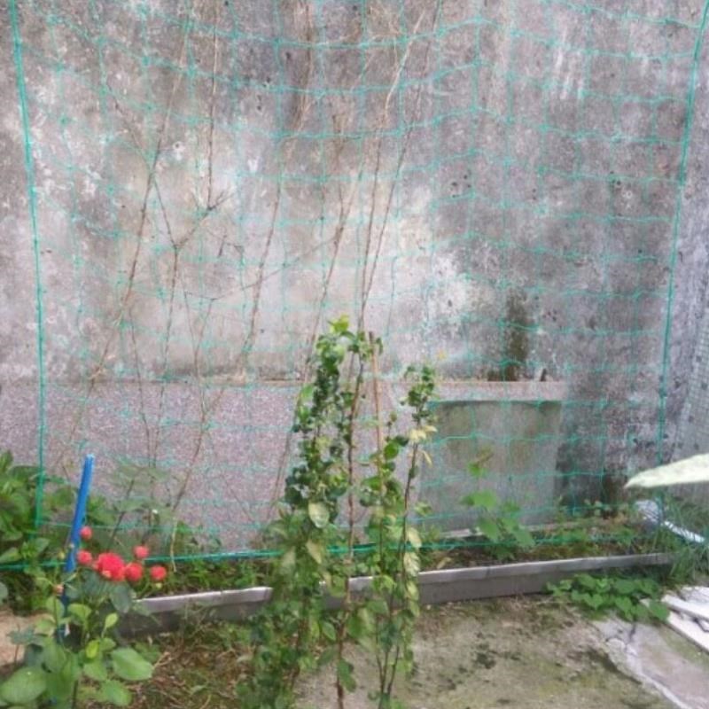 蔬菜植物防护网爬藤网防护网爬藤网围网绳网尼龙网细绳瓜果
