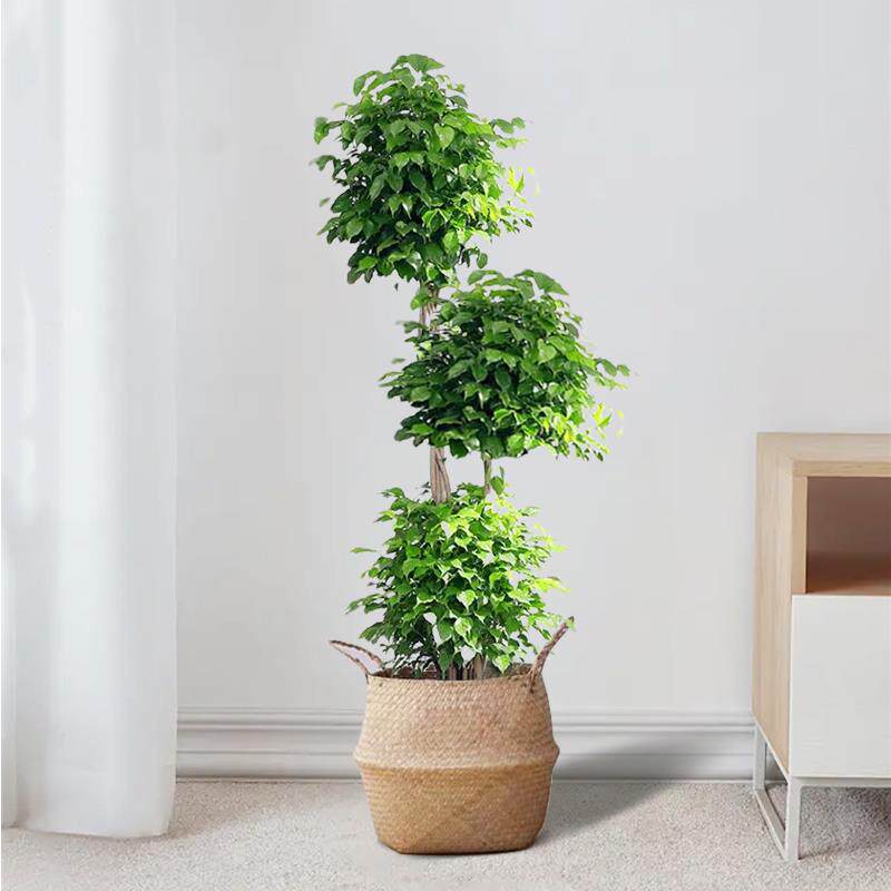 福树盆栽室内植高杆化大型植物绿cbx70411绿宝办公室客厅吸甲醛幸