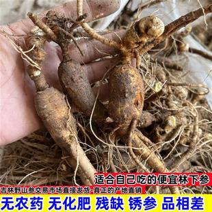 长白山林下参山参籽货老池底锈参东北残缺便宜新鲜人参煲汤泡酒