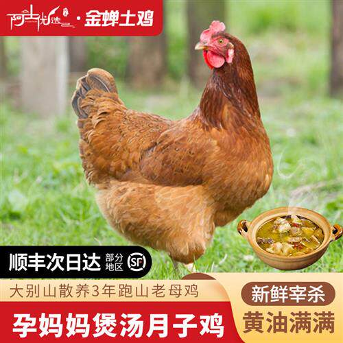 F9金蝉黄油老母鸡皖南高山散农家土鸡笨鸡新鲜月子煲汤专用土母鸡