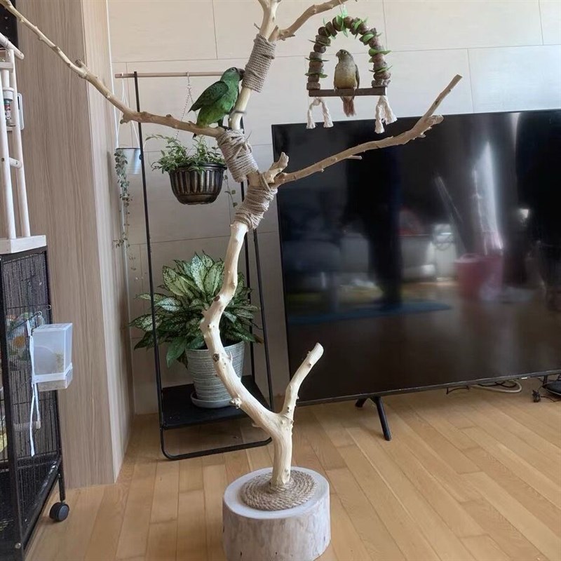 干树枝原木杈天然干枝枯枝枯木树干鸟架造型壁挂衣架X吊顶树枝装