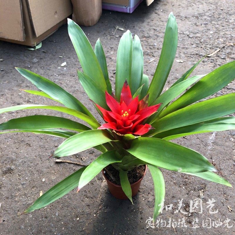 红运当头 如水红星盆栽 千喜黄星 室内空气凤梨 紫牡丹凤梨  包邮